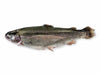 Whole Rainbow Trout on White Background