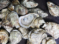 Close Up of Blue Point Oysters in Pile on a Dark Surface