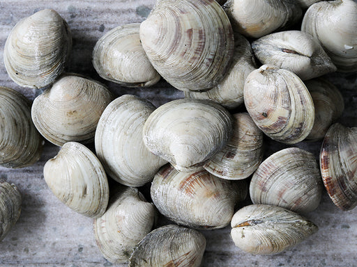 Close Up of Countneck Clams in a Pile on Gray Surface