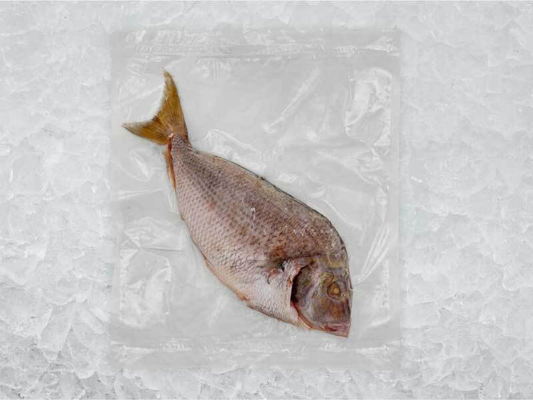 Wild butterflied porgy back of package on ice