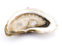 Close Up of Shucked Large Goose Flat Oyster