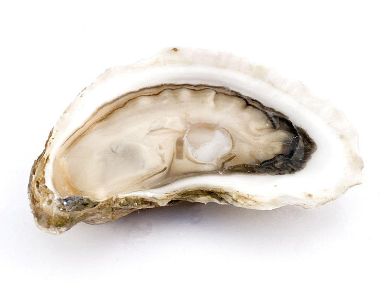 Close Up of Shucked Large Goose Flat Oyster