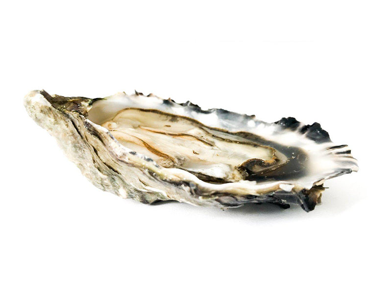 Hood Canal Oyster on White Background