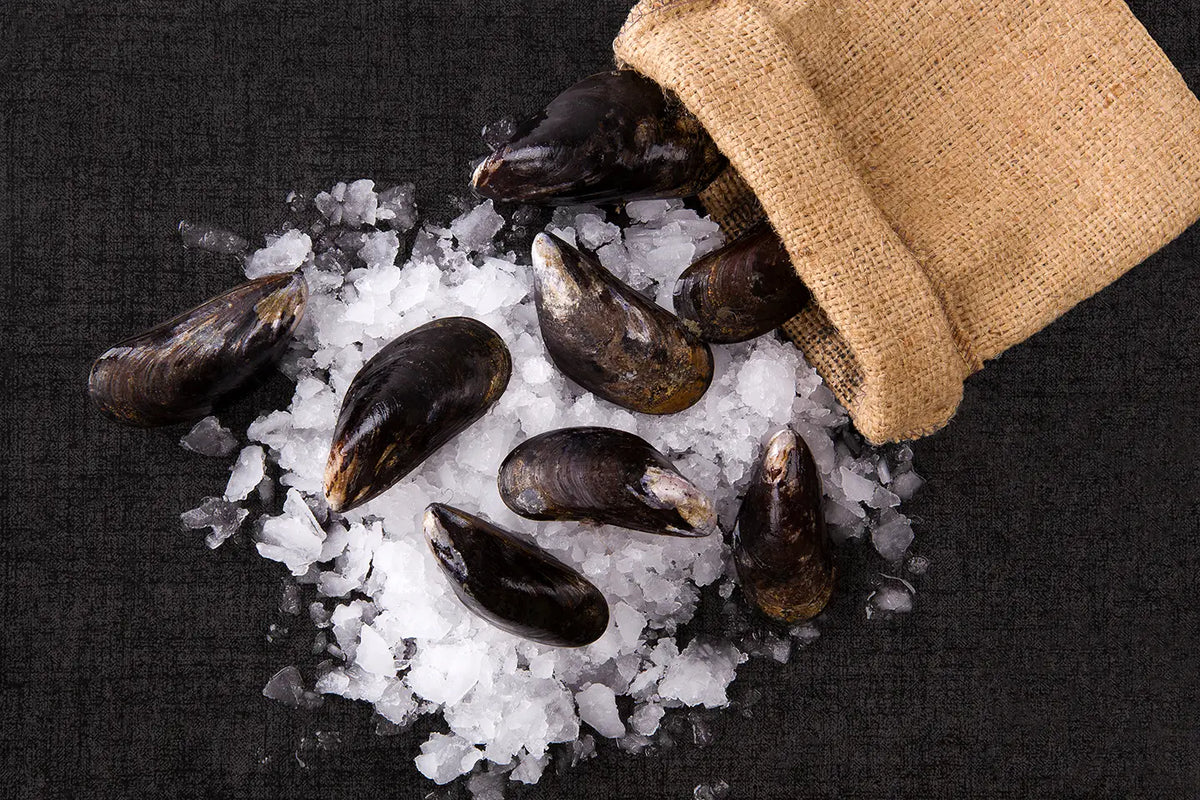 Mussels and Ice on black background with canvas bag