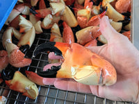 Hand Holding Jumbo-Sized Stone Crab Claw