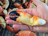 Hand Holding Large-Sized Florida Stone Crab Claws