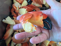 Hand Holding Medium-Sized Florida Stone Crab Claws