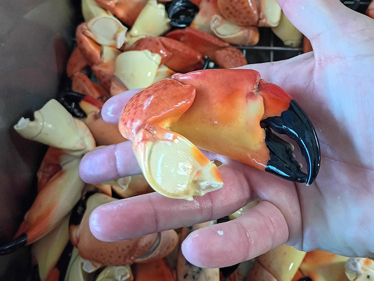 Hand Holding Medium-Sized Florida Stone Crab Claws