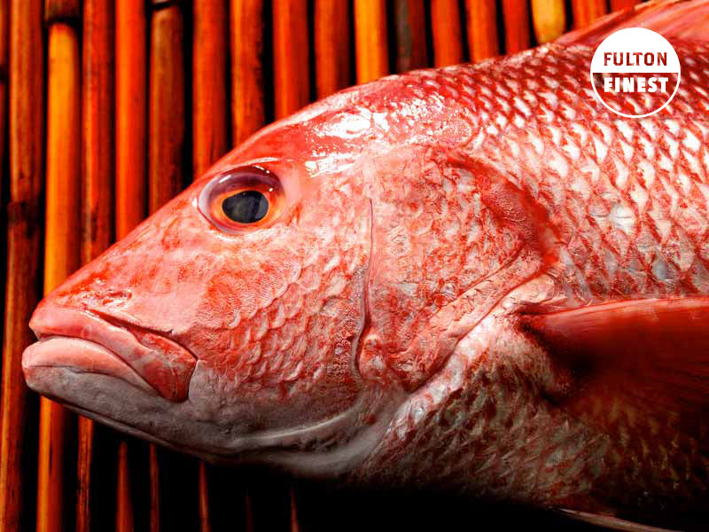 Close Up of American Red Snapper