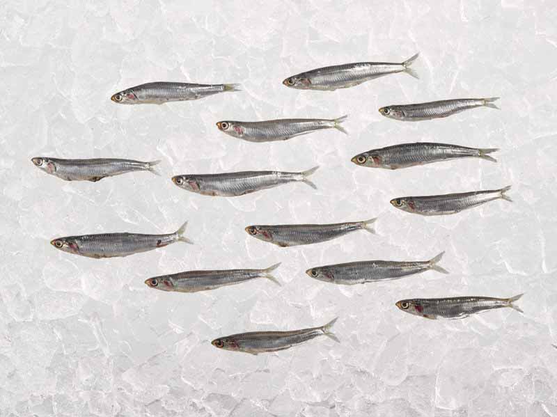 Whole Anchovies on Ice
