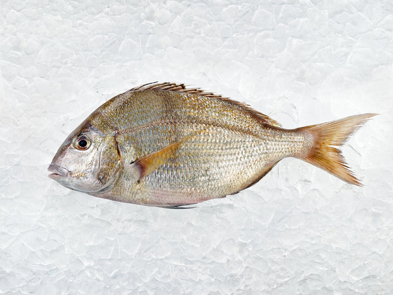 Whole Porgy on Ice