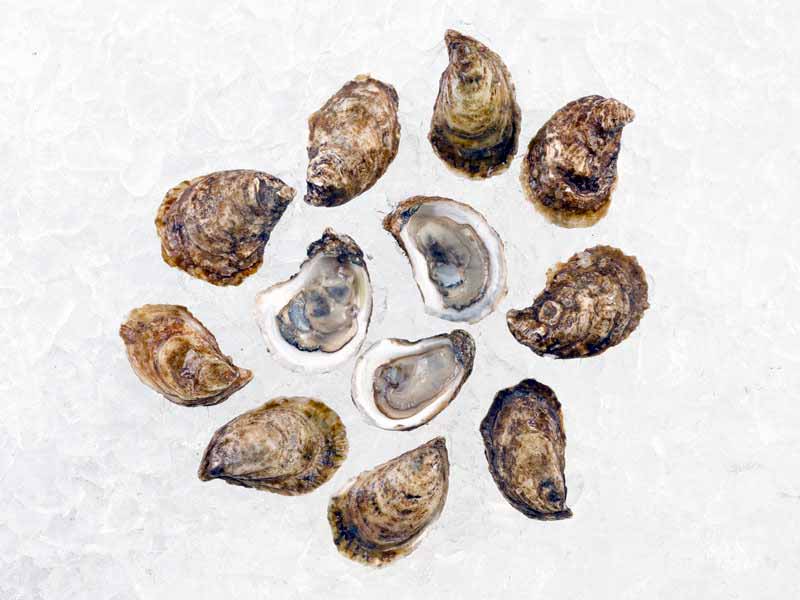 Group of Beau Soleil Oysters on Ice