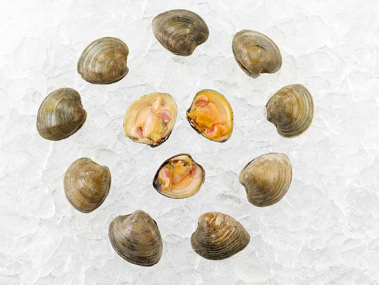 Dozen Countneck Clams on Ice
