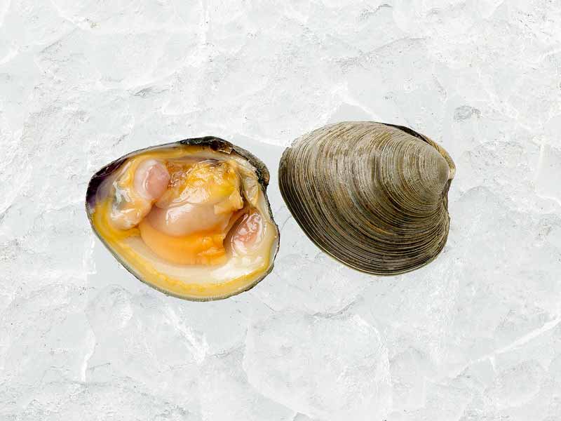 Close Up of Littleneck Clam Opened on Ice