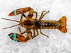 Live Medium Cold Water Lobster on Ice