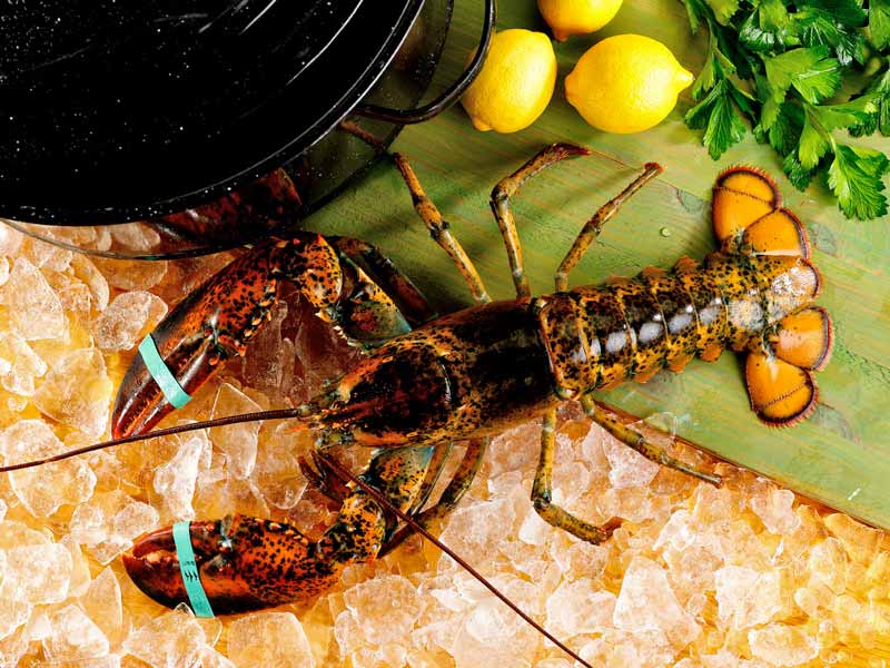 Live Large Cold Water Lobster on Ice and Wood with Lemons and Parsley