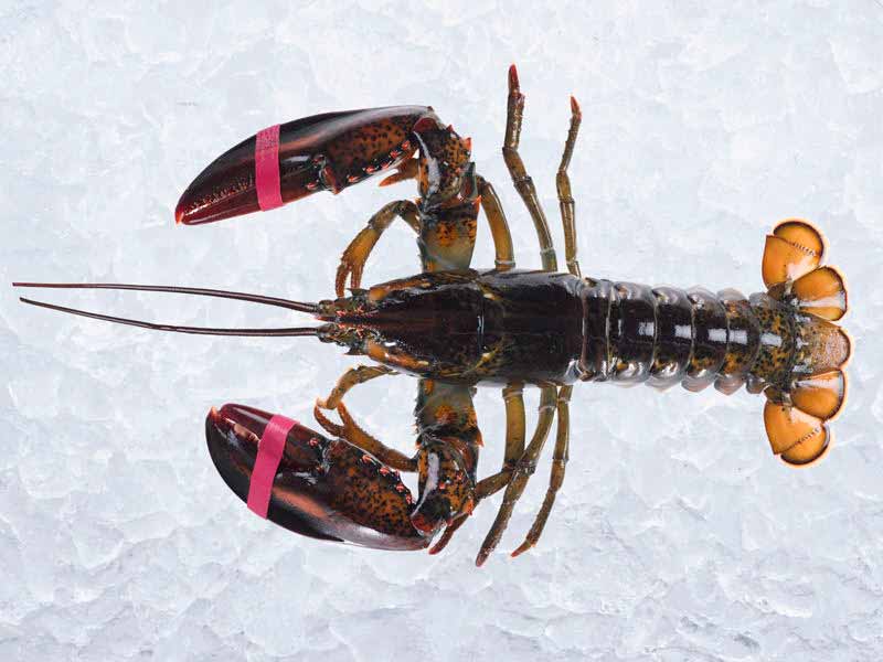 Live Small Cold Water Lobster on Ice