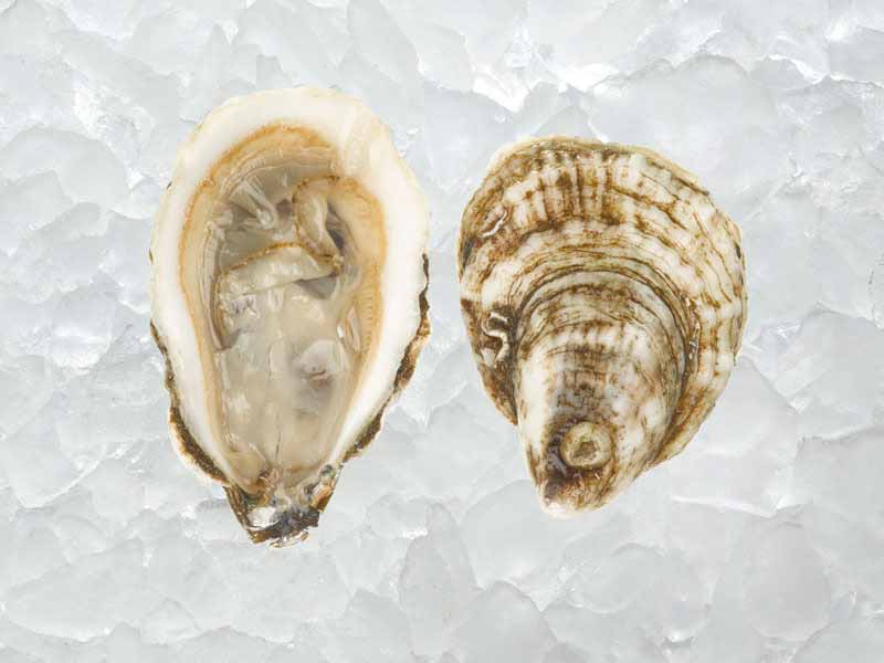 Close Up of Blue Point Oyster Opened on Ice