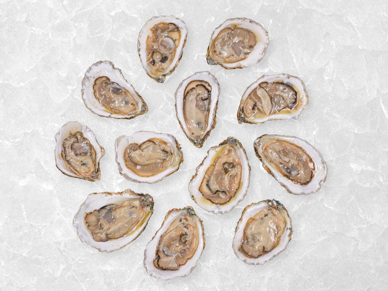Group of Duxbury XL Oysters on Ice