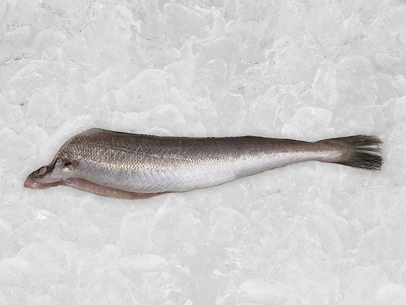Wild Whole Whiting, Head Off on ice
